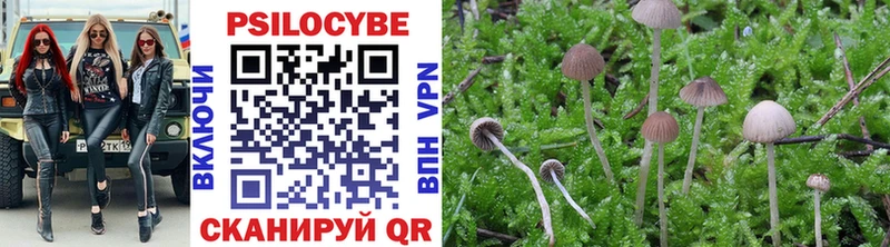 Псилоцибиновые грибы Psilocybe  где можно купить   Питкяранта 